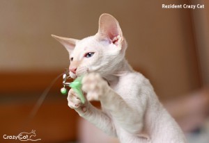 IMG_1433_500_Rezident