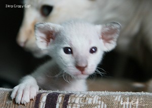 IMG_3676_500