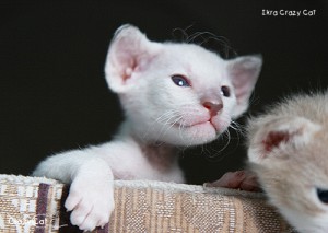 IMG_3685_500