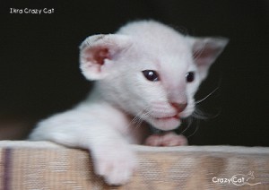 IMG_3689_500