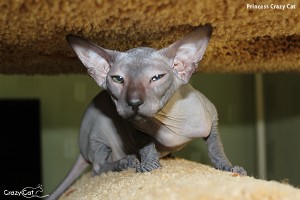 IMG_3781_600