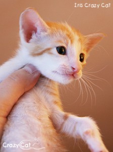 IMG_3865_240