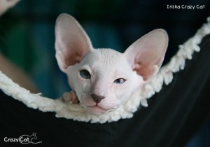 IMG_4063_500