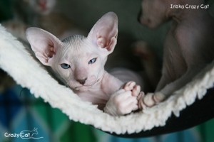 IMG_4122_500