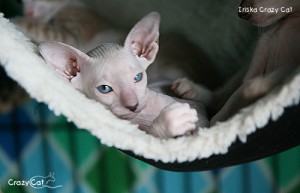 IMG_4124_500
