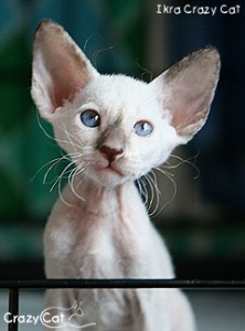 IMG_4133_240