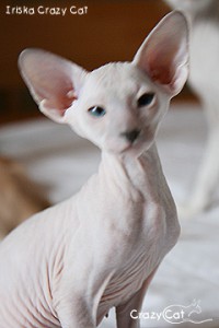 IMG_4282_240