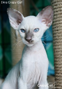 IMG_4379_240