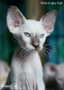 IMG_4418_240