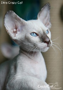 IMG_4437_240