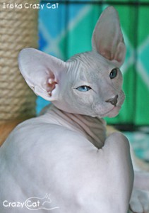 IMG_4443_240