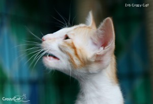 IMG_4464_500