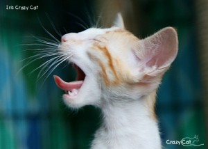 IMG_4465_500