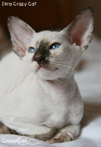 IMG_4782_240