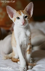 IMG_4807_240