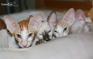 IMG_4856_500
