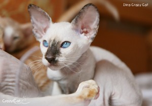 IMG_5051_500