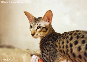 IMG_5409_500_Mitsuko