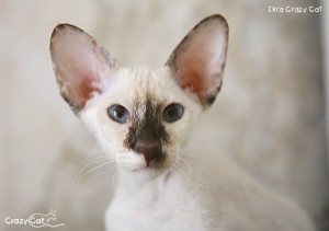 IMG_5476_500