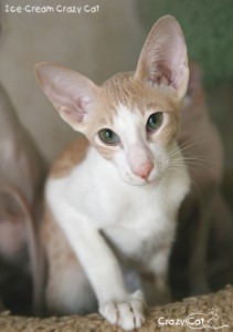 IMG_5487_300