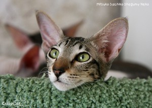 IMG_5535_500_Mitsuko