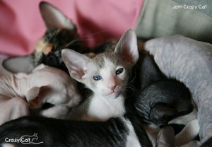 IMG_5553_500