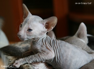 IMG_5609_500