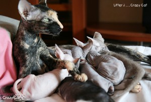 IMG_5621_500