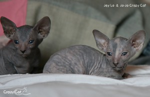 IMG_5714_500