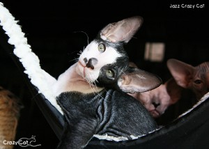 IMG_6034_500