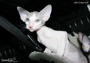 IMG_6083_500