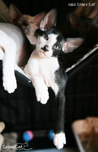 IMG_6093_300