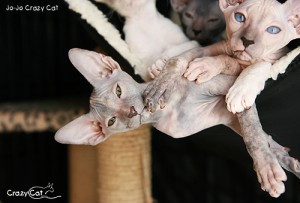 IMG_6191_500