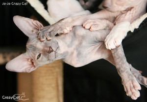 IMG_6193_500