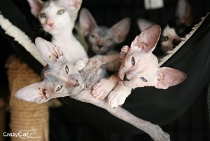 IMG_6205_500