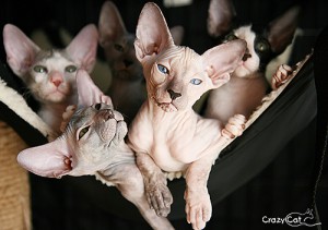 IMG_6236_500