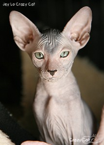 IMG_6263_300