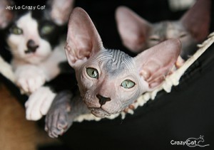 IMG_6310_500