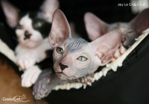 IMG_6312_500