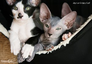 IMG_6326_500