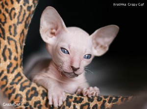 IMG_6485_500