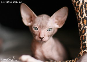 IMG_6498_500