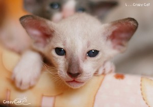 IMG_6814_500