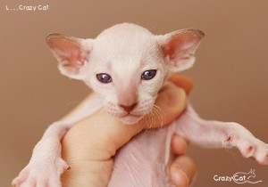 IMG_6872_500