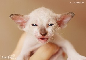 IMG_6879_500