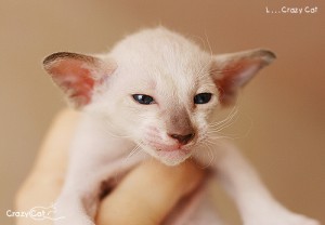 IMG_6881_500
