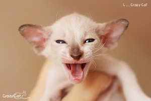 IMG_6885_500