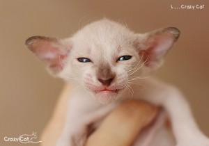 IMG_6886_500