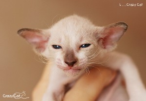 IMG_6889_500