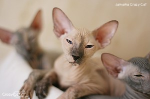 IMG_6974_500